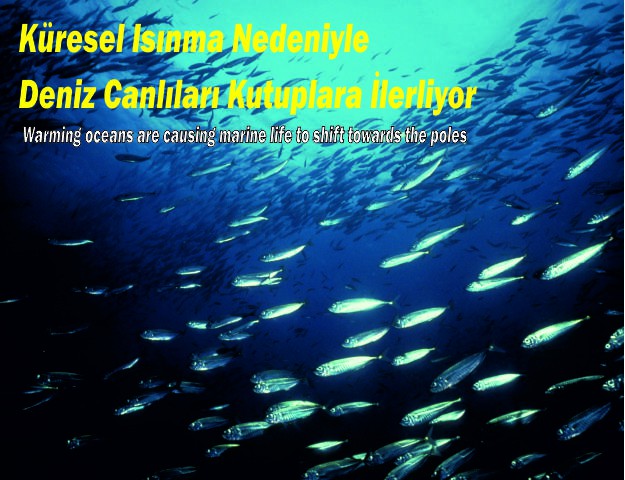 Küresel Isınma Nedeniyle Deniz Canlıları Kutuplara İlerliyor