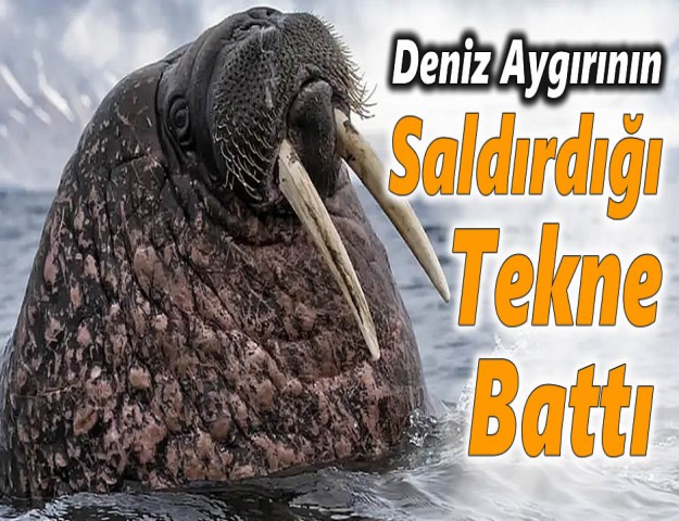 Deniz Aygırının Saldırdığı Tekne Battı