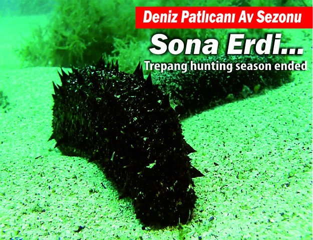 Deniz Patlıcanı Av Sezonu Sona Erdi...