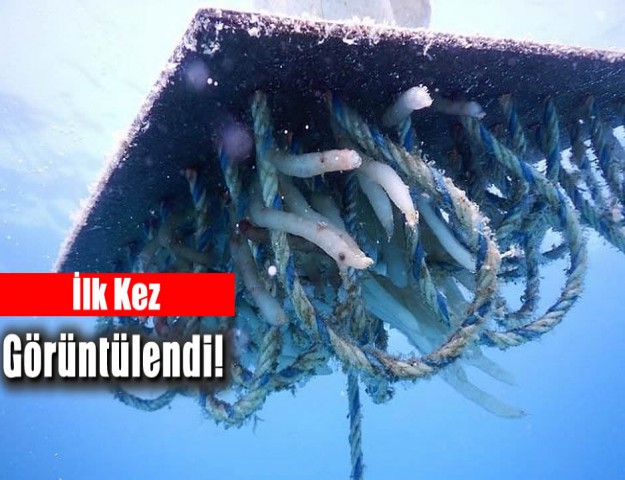 İlk Kez Görüntülendi!