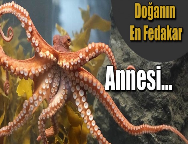 Doğanın En Fedakar Annesi...