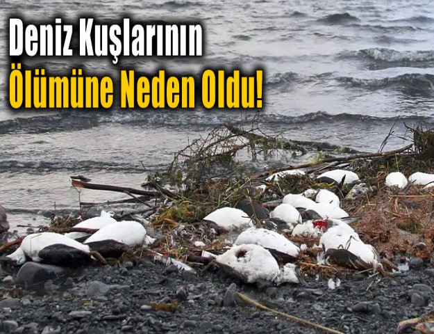 Deniz Kuşlarının Ölümüne Neden Oldu!