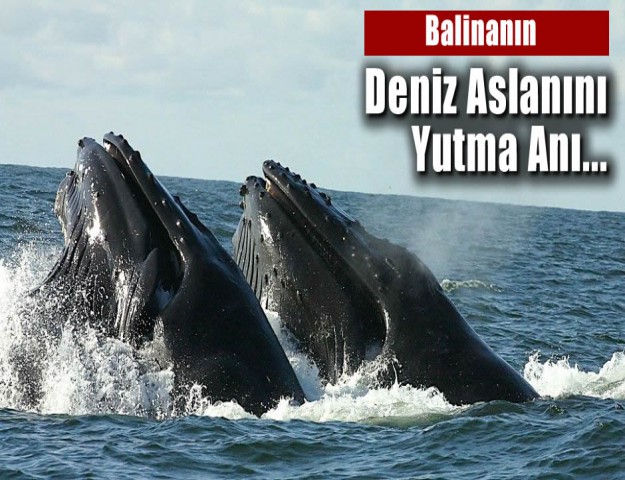 Balinanın Deniz Aslanını Yutma Anı...