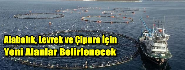 Alabalık, levrek ve çipura için yeni alanlar belirlenecek