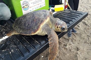 Manavgat Belediyesi'nden Caretta Caretta Seferberliği