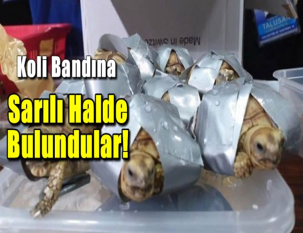 Koli Bandına Sarılı Halde Bulundular!