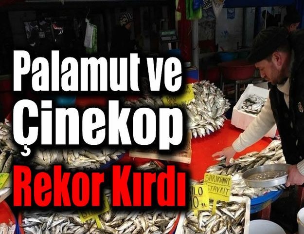 Palamut Ve Çinekop Rekor Kırdı!