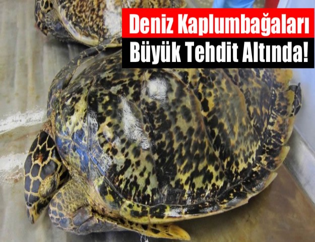 Deniz Kaplumbağaları Büyük Tehdit Altında!