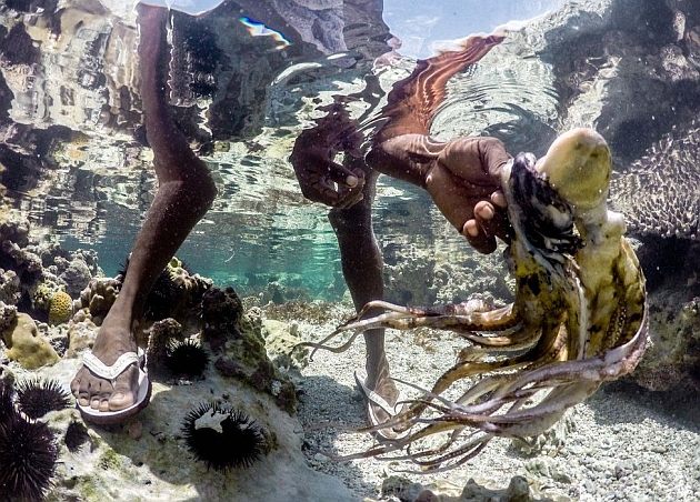 Zanzibar'ın Ahtapotları