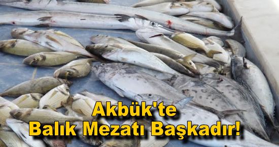 Akbük'te Balık Mezatı Başkadır!