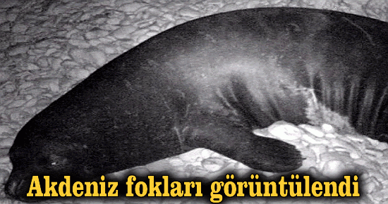 Akdeniz Fokları görüntülendi