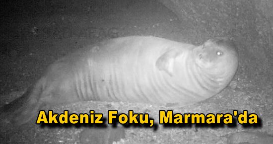 Akdeniz Foku, Marmara'da