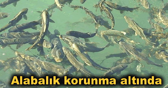 Alabalık koruma altında 