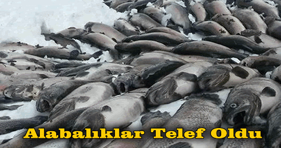 Alabalıklar Telef Oldu