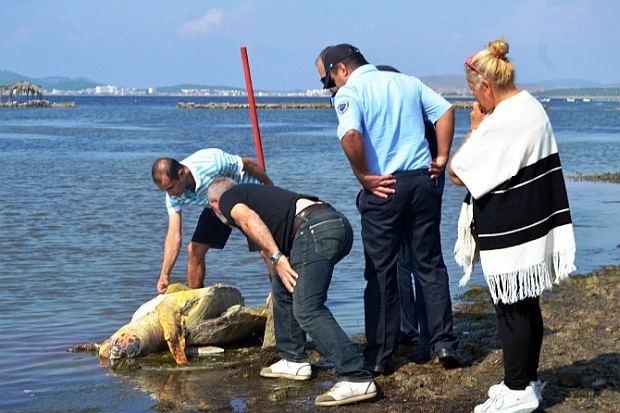 Caretta Caretta silahla vurulmuş