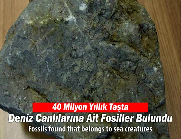 40 Milyon Yıllık Taşta Deniz Canlılarına Ait Fosiller Bulundu