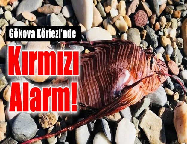 Gökova Körfezi'nde Kırmızı Alarm