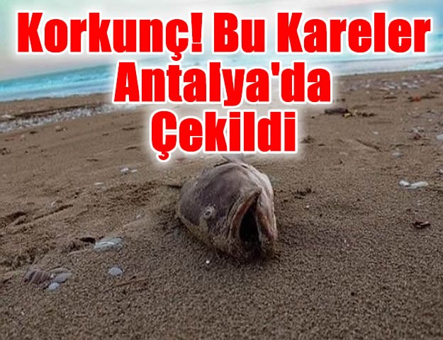 Korkunç! Bu Kareler Antalya'da Çekildi