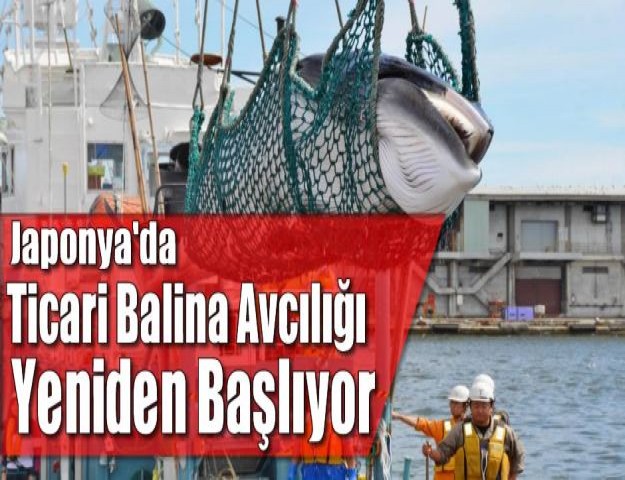 Japonya'daTicari Balina Avcılığı Yeniden Başlıyor