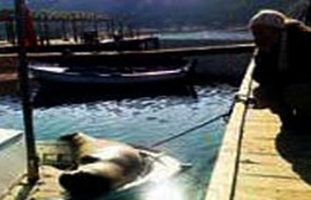 Badem 1 yıl sonra yeniden Marmaris'e döndü