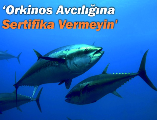 ‘Orkinos Avcılığına Sertifika Vermeyin’