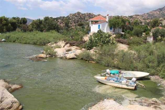 Bafa Gölü Yine Yeşile Teslim Oldu