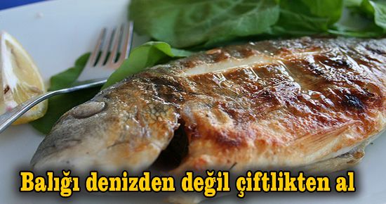 Balığı denizden değil çiftlikten al