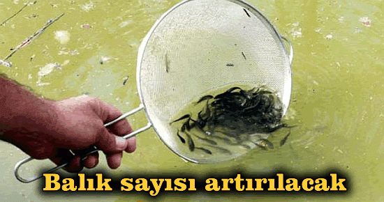 Balık sayısı artırılacak