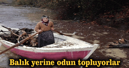 Balık yerine odun topluyorlar