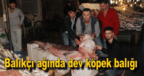 Balıkçıların ağına dev köpek balığı takıldı