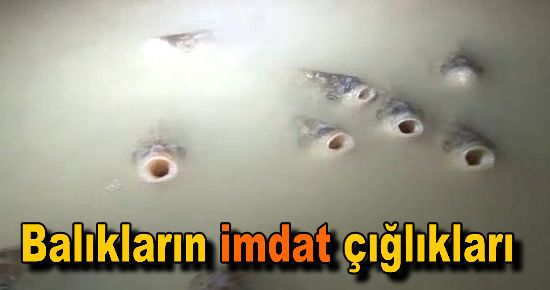 Balıkların "İmdat" Çığlıkları