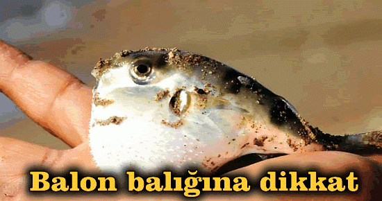 Balon balığına dikkat