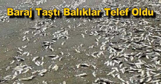 Baraj Taştı Balıklar Telef Oldu