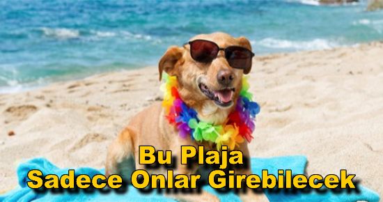 Barcelona?daki Plaja Sadece Köpekler Girebilecek