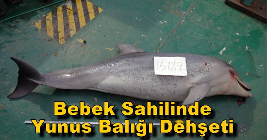 Bebek Sahilinde Yunus Balığı Dehşeti