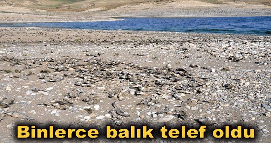 Binlerce balık telef oldu