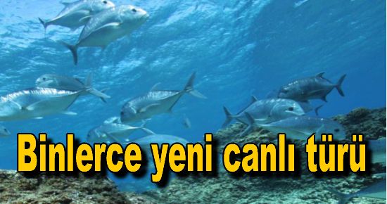 Binlerce canlı türü keşfedildi