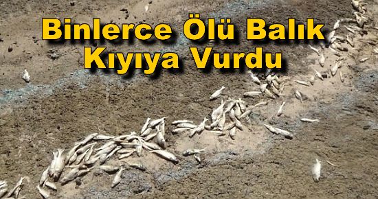 Binlerce Ölü Balık Kıyıya Vurdu