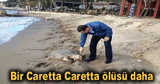 Bir Caretta Careta ölüsü daha