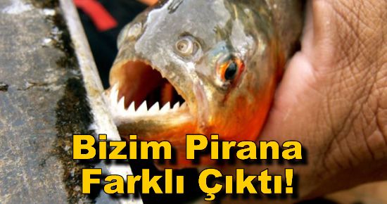 Bizim Pirana Farklı Çıktı! 