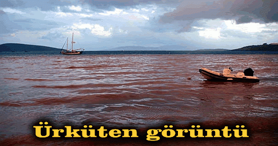 Bodrum' da ürküten görüntü