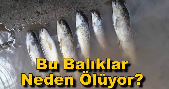 Bu Balıklar Neden Ölüyor?