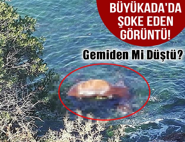 Büyükada'da Şoke Eden Görüntü! Gemiden Mi Düştü?