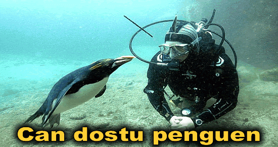 Can dostu penguen