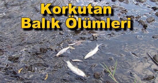 Çanakkale?de Korkutan Balık Ölümleri