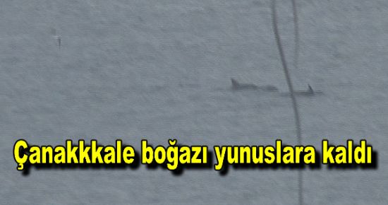 Çanakkkale boğazı yunuslara kaldı