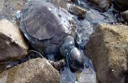 Caretta carattaya akıl almaz işkence 