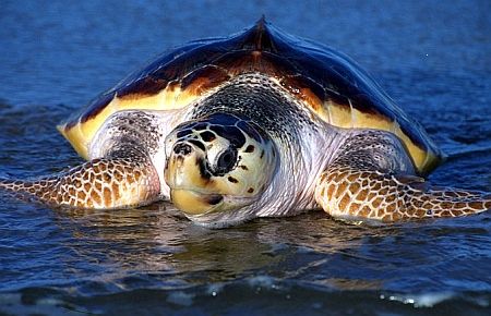 Caretta caretta hastahanesine dava