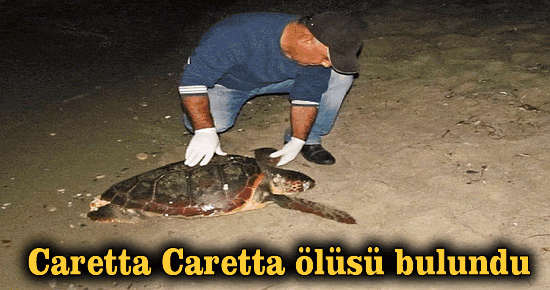 Caretta Caretta ölüsü bulundu