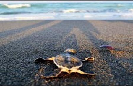 Caretta caretta yavruları mavi sulara kavuştu